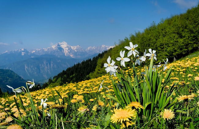 Bled Lake Apartment Green - Foto 36