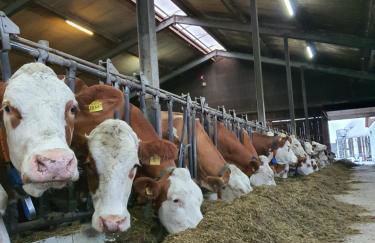 Kleberhof - Urlaub auf dem Bauernhof - Foto 1