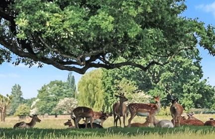 Cosy Studio in Hampton Hill short Walk to Bushy Park with Free Parking and WiFi and Pets welcome - Foto 7