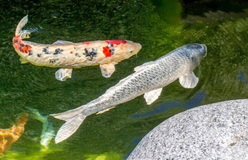 BERGSUCHT-Ruhpolding, Traumlage am sonnigen Südhang, kostenlose Parkplätze, schnelles WLAN, ruhige Sackgasse, NETFLIX inklusive - Foto 57