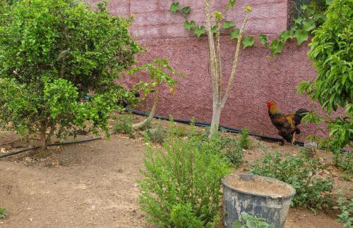 Paraiso Madeira - Suites - Foto 6