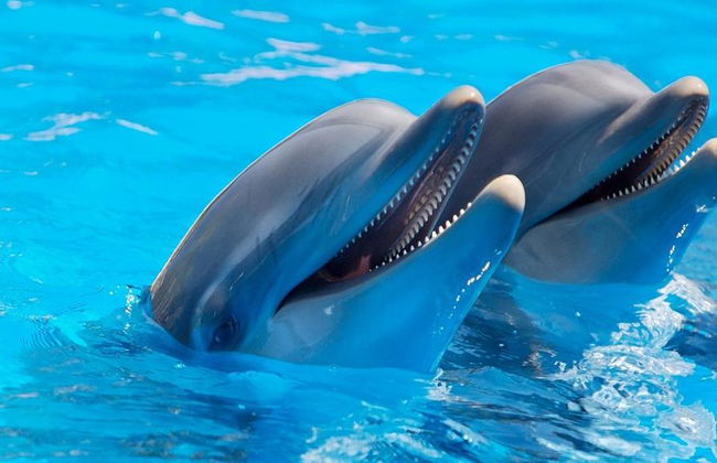 Observação de Golfinhos ao Pôr do Sol - Tour em Grupo Pequeno - Foto 1