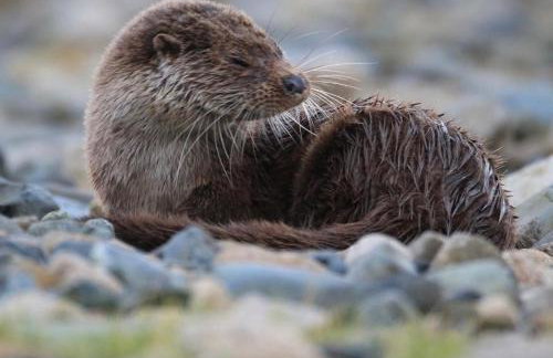 The Drift Shepherds Hut - Foto 14