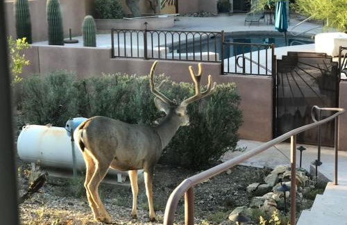 Tucson Mnt Foothills Saguaro Bliss - Foto 41