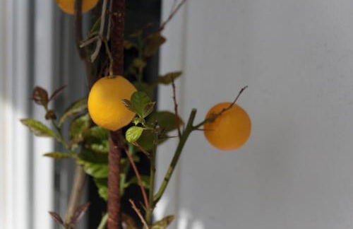 Villa Salice - Foto 36