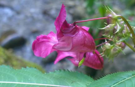 Gästehaus Bergfrieden - Foto 17