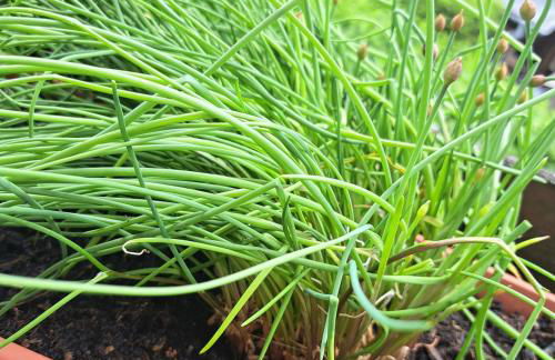 Relax Apartment Seenähe zum Kulkwitzer See - Photo 59