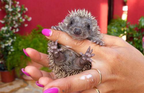 Villa Tropica, total privacy, tropical garden and private pool - Photo 71