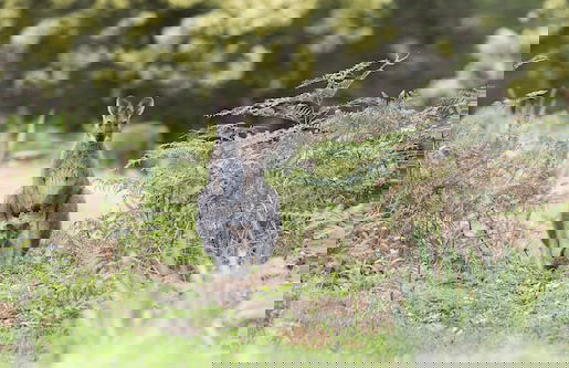 Alkina Lodge - Foto 34