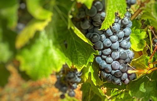 La Terrasse - Entire townhouse in hilltop village - Foto 15