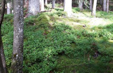 Ferienhaus ROSENHOF Vulkaneifel - Foto 40