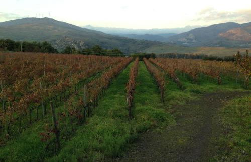 Feudo Vagliasindi -Wine Experience- - Foto 44