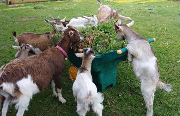 Mardi Gras, Upwell - Foto 21