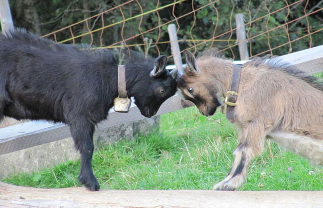 Holiday Home Eckstein - Foto 15