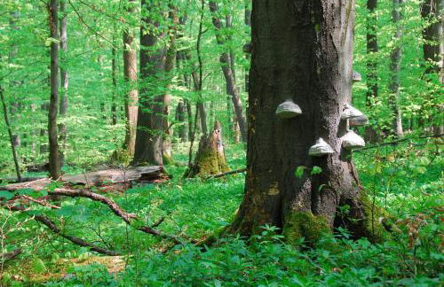 Ferienhäuser Oberdorla - Foto 74