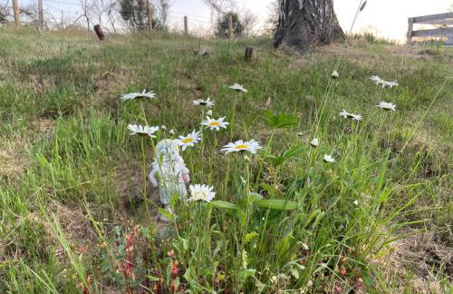 Daisy Cabin - Photo 6