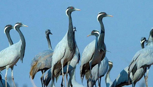 Grullas demoiselle en Khichan