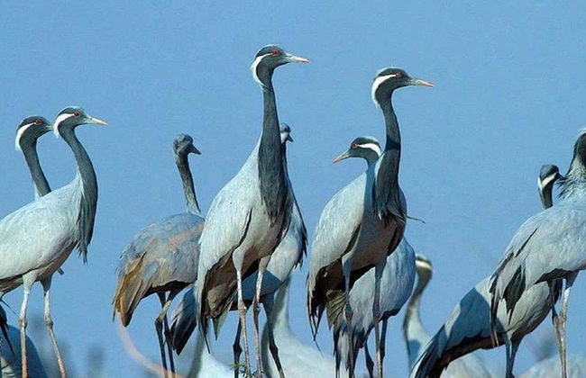 Excursion à Osian et Khichan - Photo 2