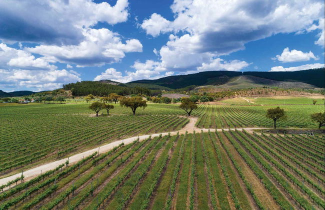 Visita a la bodega Quinta da Fonte Souto - Foto 2