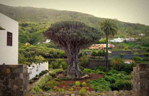 La Viñita en Icod de Los Vinos - Foto 55