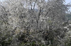 Atelier dei Ciliegi - Foto 23