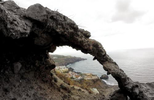 Phoenix Canariensis - Foto 22