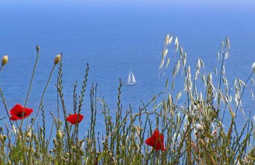 Apartment Danijela Mljet - Studio Apartment With Balcony and Sea View - Foto 38