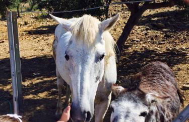 Fattoria Manostalla Villa Chiarelli - Foto 33