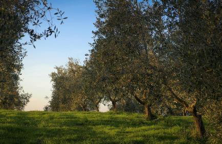 Agriturismo Bio Casale degli Orti - Foto 44