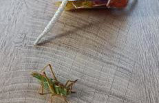 Domek nad Wartą - Foto 29