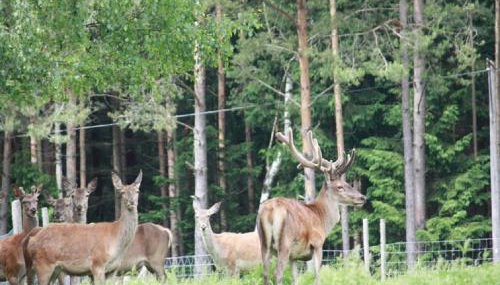 Hendlmühle - Foto 5