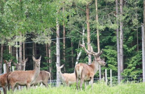 Hendlmühle - Foto 5