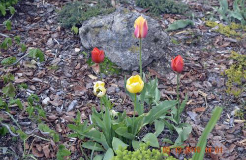 Zielony Zakątek Sosnówka - Foto 44