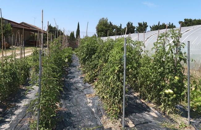 Mas de la Gourmette - Foto 39