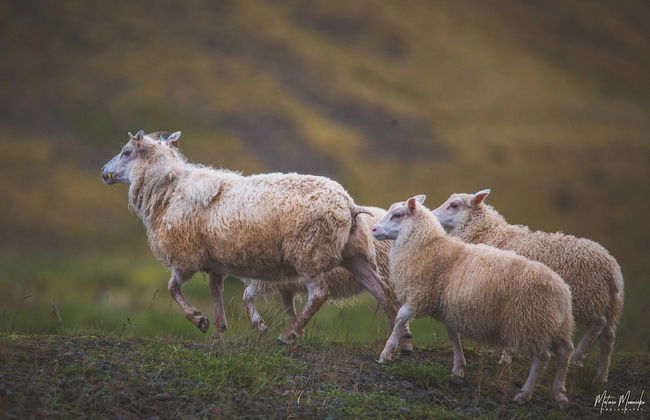 Hafnir Apartments - Foto 30