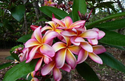 Kiahuna Plantation 96, Poipu Beach, Club Membership, Part Ocean View, Kids Toys - Foto 22