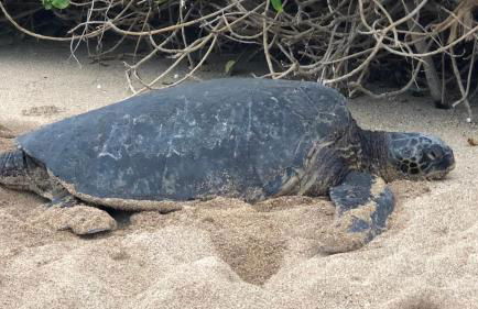 Amazing Sunsets Oceanfront Views - indigomaui - - Foto 19