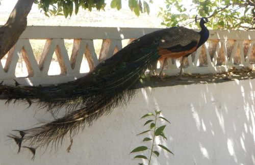 Monte das Galhanas - Foto 49