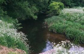 Forreset - leśny reset - Foto 33