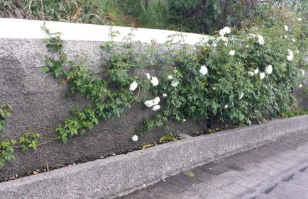 Paraiso das Flores - Foto 22