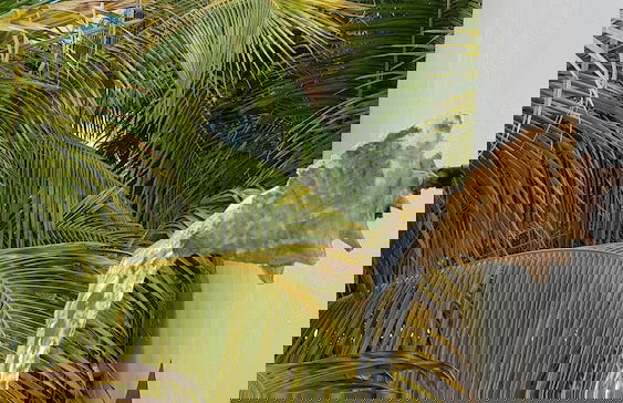 Casa de los peces - Foto 12