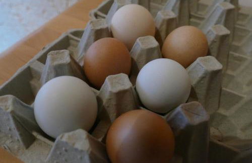 Natur-Aktiv-Hof Thiem - Foto 63