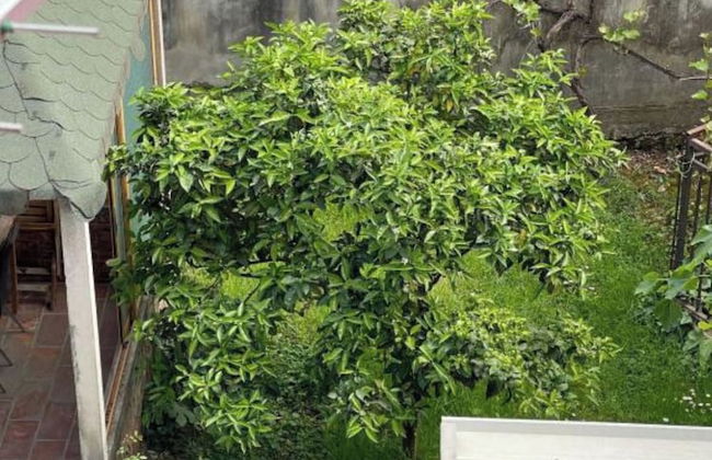 Kalpazo Tirana Vila 313 - Foto 56