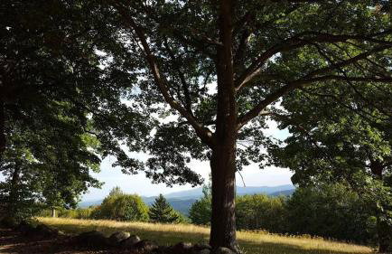 Deer Valley Retreat, Lovely Log Cabin with Fireplace & Garden Views- Perfect for a Relaxing Getaway! - Foto 49