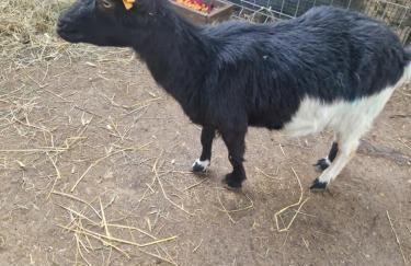 Domek Adam - Jacuzzi dodatkowo płatne - Foto 46