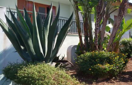 Il Gelsomino - Foto 18