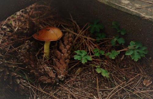 Casa Etrulia - Foto 6