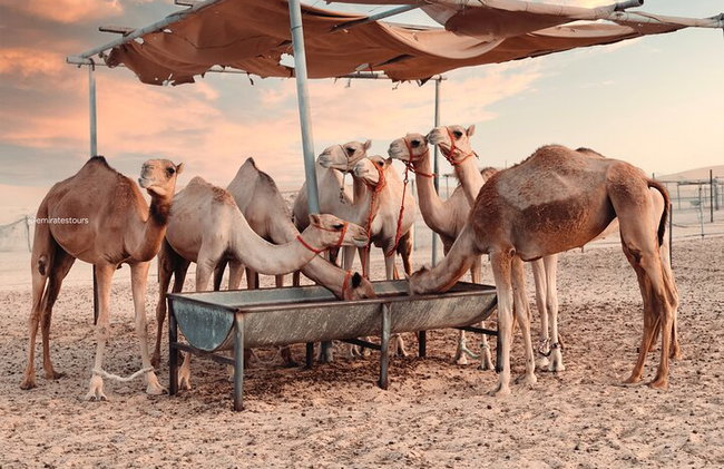 Cena romántica privada en las dunas de Abu Dabi - Foto 7