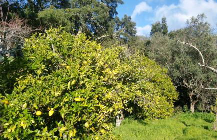 Casinha Laranja - Foto 38