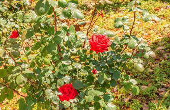 KrinesGReece - Foto 52